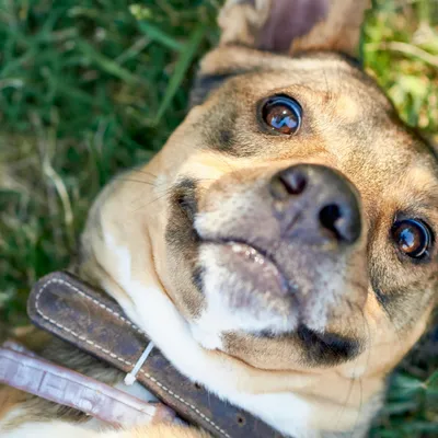 Anti-Juckreiz & Allergie